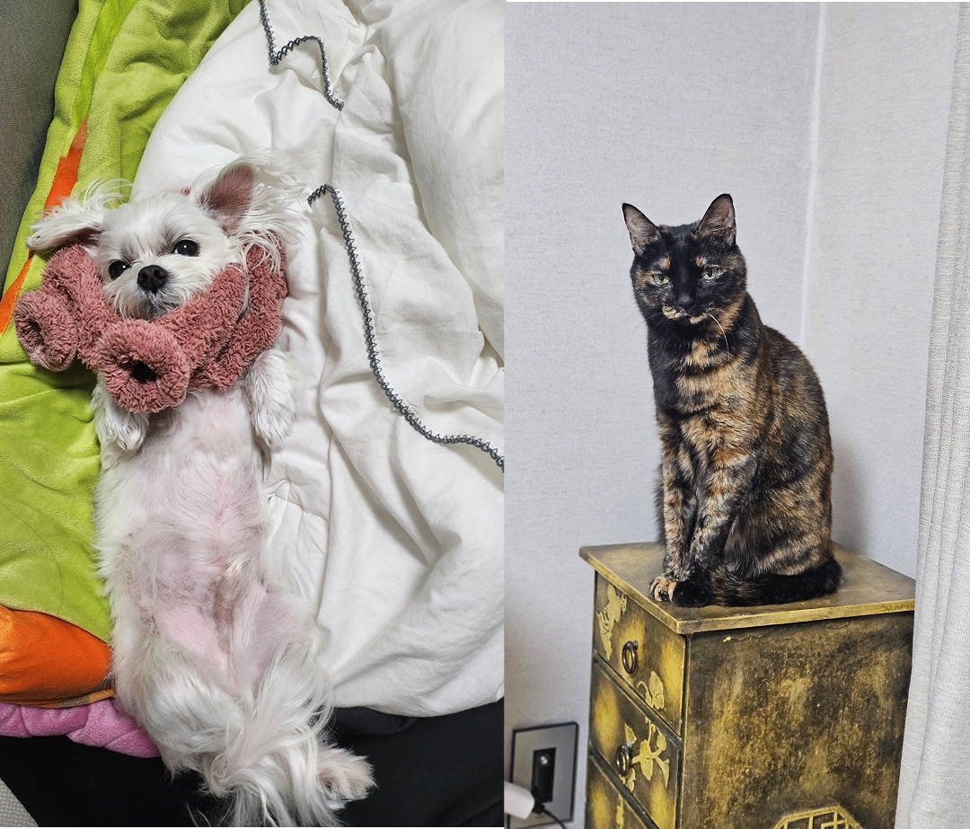 우리집 털뭉치들을 소개합니다