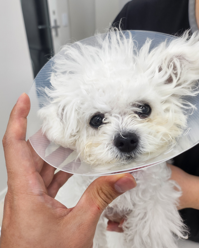 강아지가 뛰어서 퇴원 했어요 - 중성화 수술