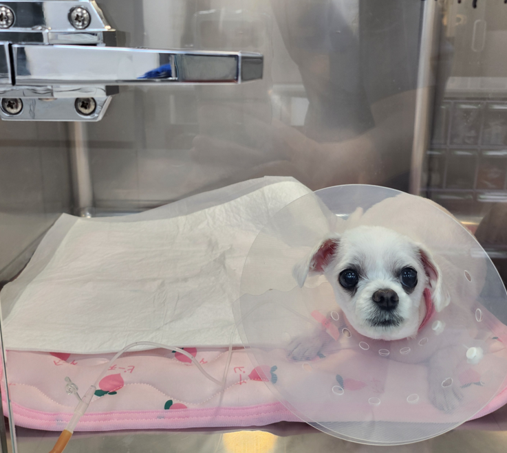 강아지가 경련과 발작을 일으켜요! - 뇌수막염 치료