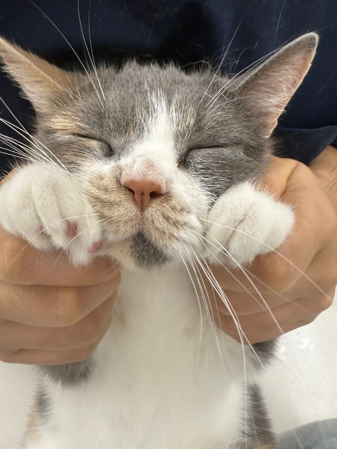 3살/4살/7살 고양이 건강검진