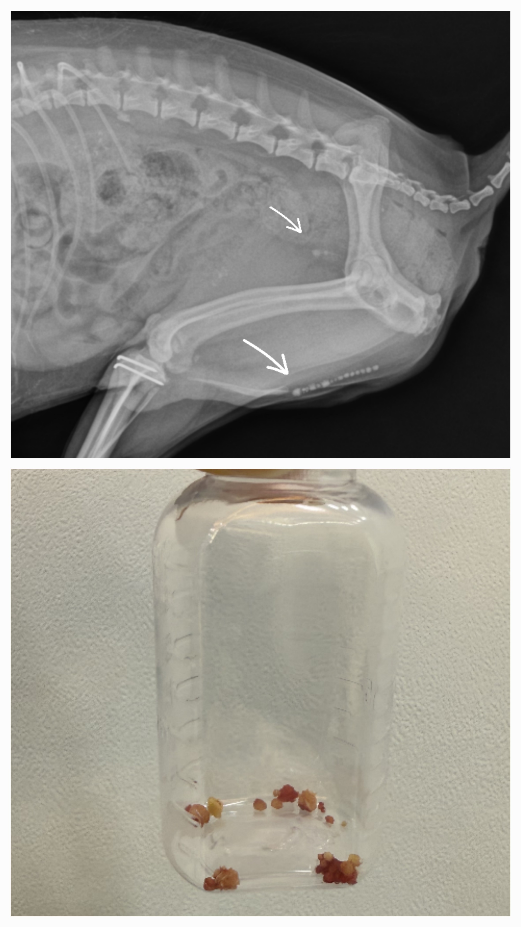 7살 강아지 요도결석 수술사례