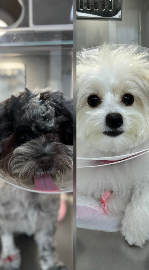 암컷강아지중성화 수술 과정 (feat. 당일퇴원이 가능했던 2가지 노하우)