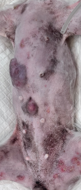 강아지유선종양수술 과정 (10살아이)