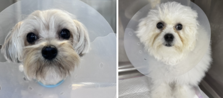 자매 동거견 중성화수술사례