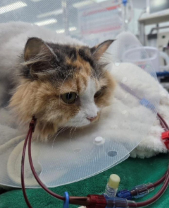 고양이 급성신부전 투석케이스