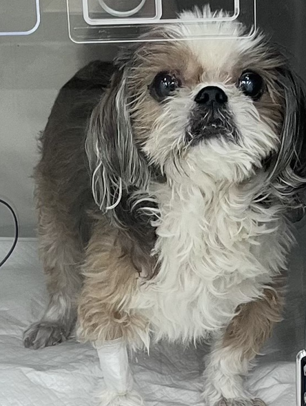 안락사까지 고려했던 14살 강아지심부전 치료사례