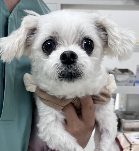 왕복 2시간 걸려 찾아온 강아지 방광결석 수술과정