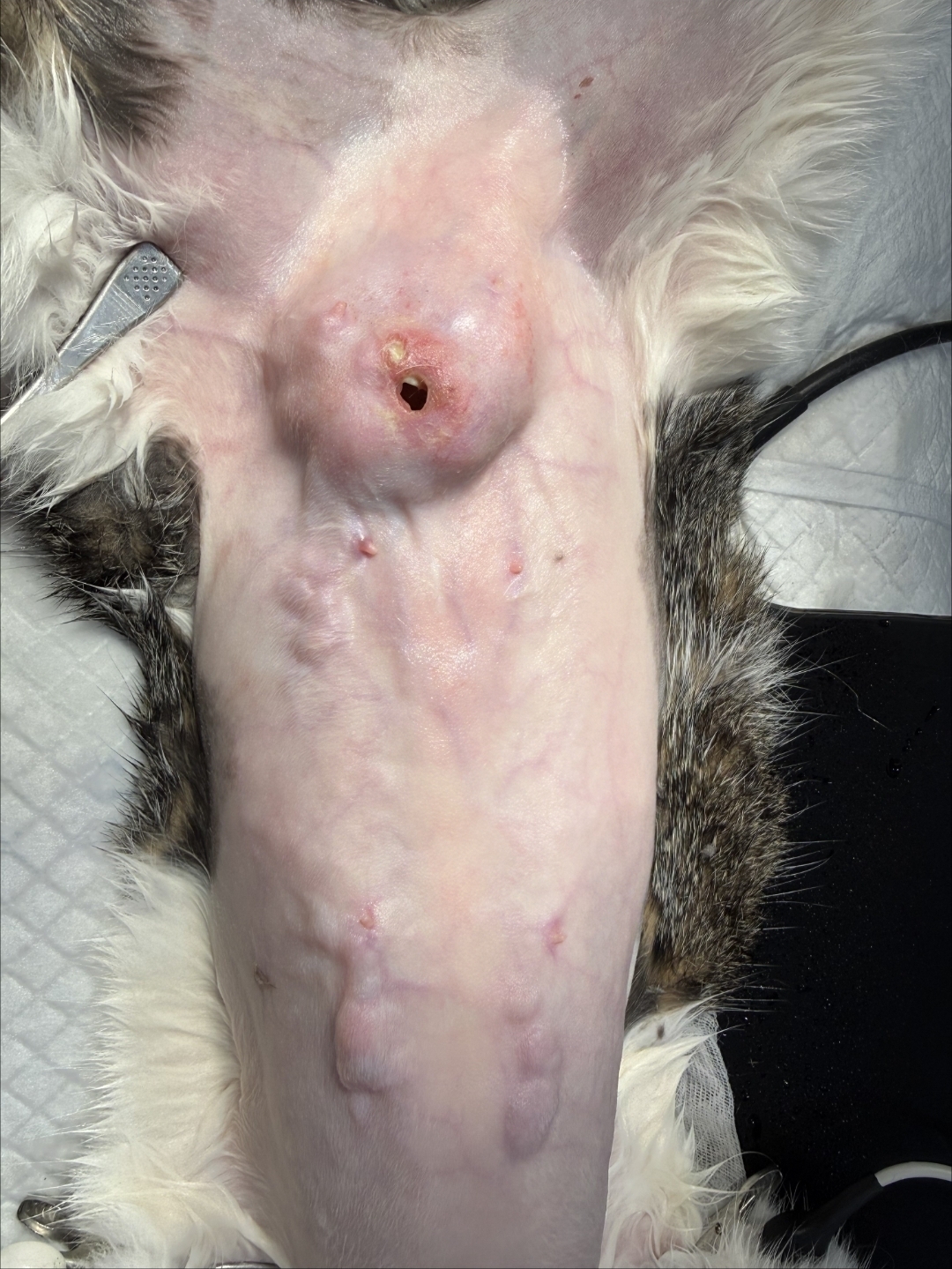 10살 고양이 유선종양 수술사례 (3cm 이상)