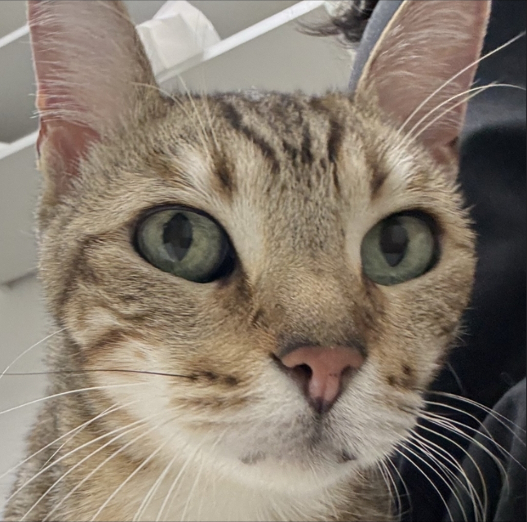 타병원에서 찾아온 고양이신부전 치료사례 (with. 중증빈혈)