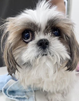 강아지 생식기에서 농이 나온다면?